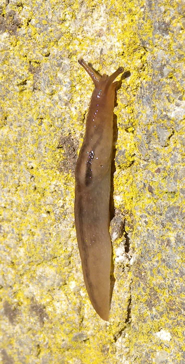 Lehmannia cfr.valentiana